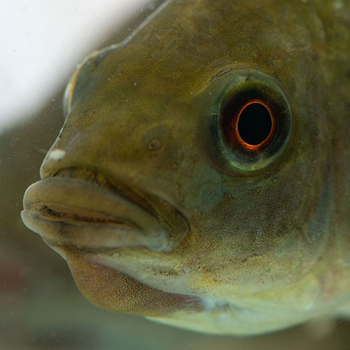 The Importance of vitamin management in aquaculture
