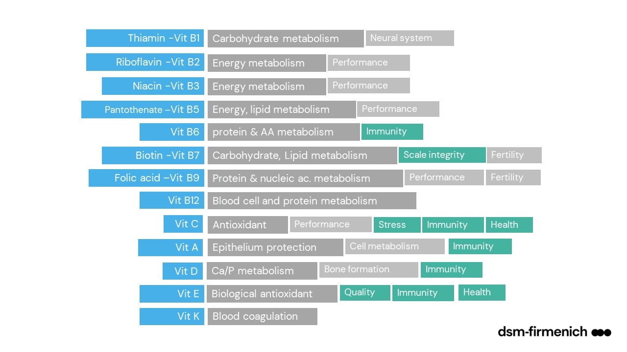 Figure 1: Vitamins and their primary functions. SOURCE: dsm-firmenich