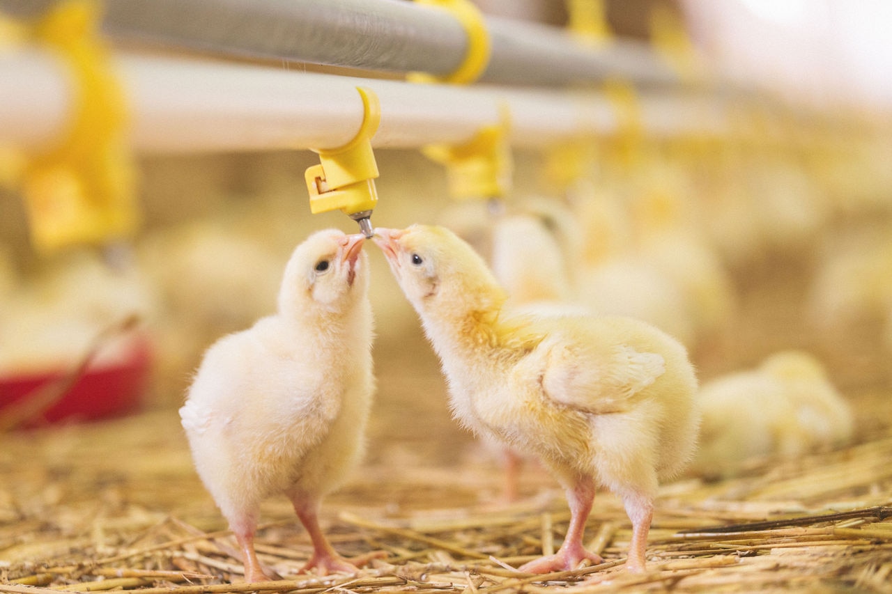 Chicken at farm. Shallow DOF. Developed from RAW; retouched with special care and attention; Small amount of grain added for best final impression. 16 bit Adobe RGB color profile.