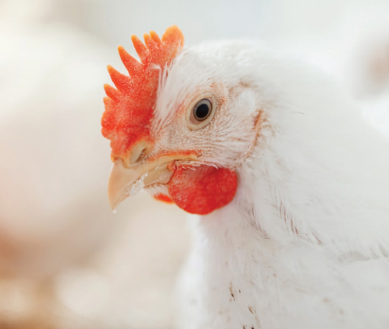 Dilatiertes-Abdomen-Wasserbauch_