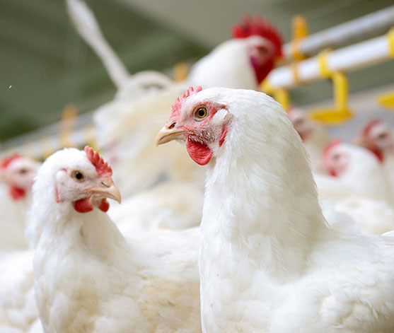 Dilatiertes-Abdomen-Wasserbauch_