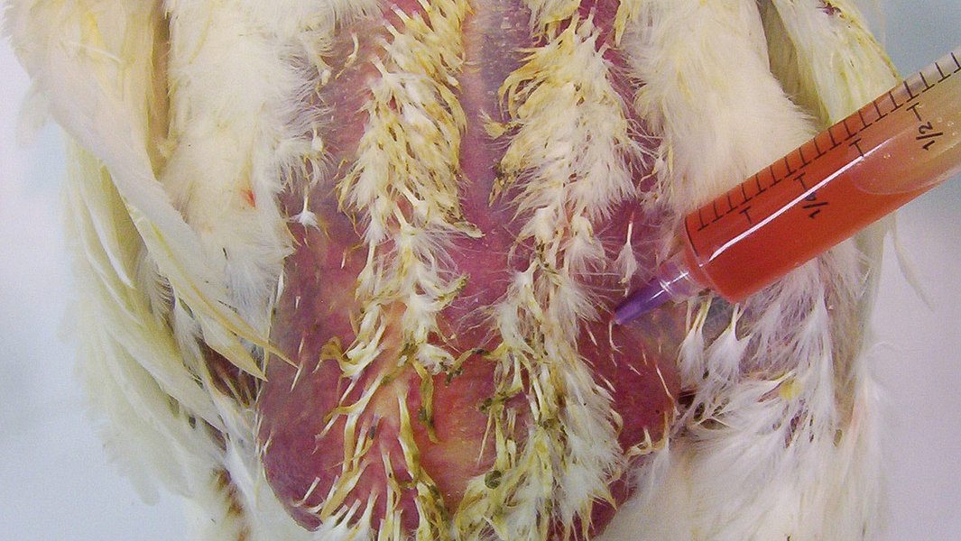 Dilatiertes-Abdomen-Wasserbauch_