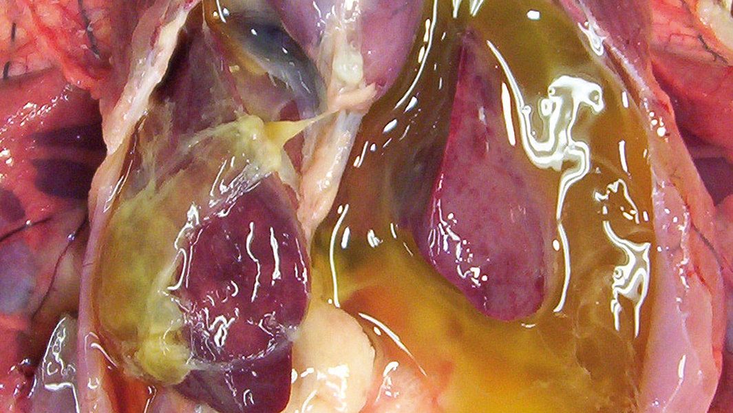 csm_Geöffnete-Bauchhöhle-von-einem-askitischen-Hähnchen