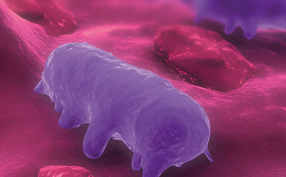 Salmonellosediagnose und Salmonellenbekämpfung in Schweinebetrieben