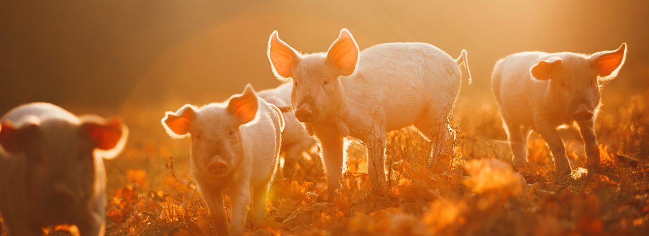 Unterstützung für optimales Wachstum