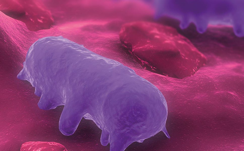 Behandlung und Prävention von Salmonellen bei Geflügel