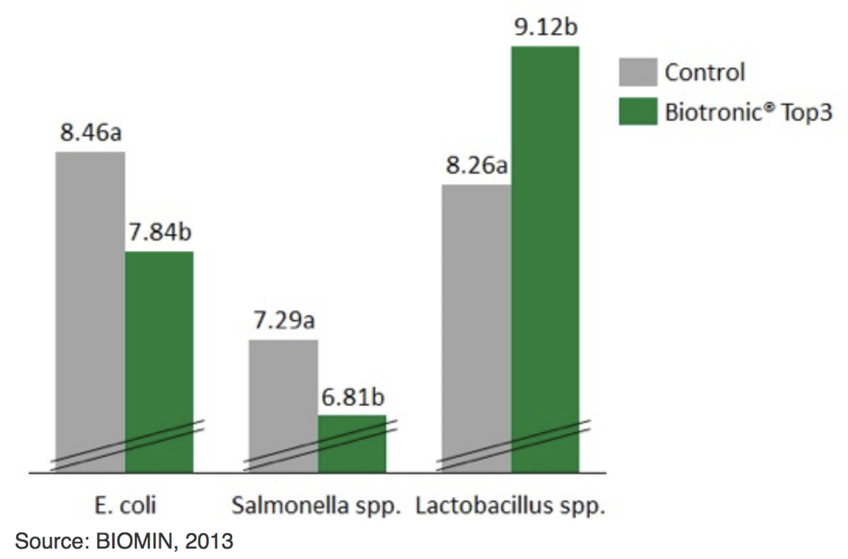 Abbildung 7: Salmonella Enteritidis-Zahlen (logCFU/g) im Zäkuminhalt von Masthähnchen an Tag 5 und 10 nach der Infektion.