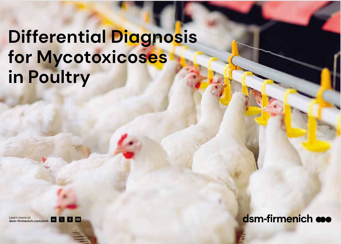 Differentialdiagnose für Mykotoxikosen bei Wiederkäuern PDF