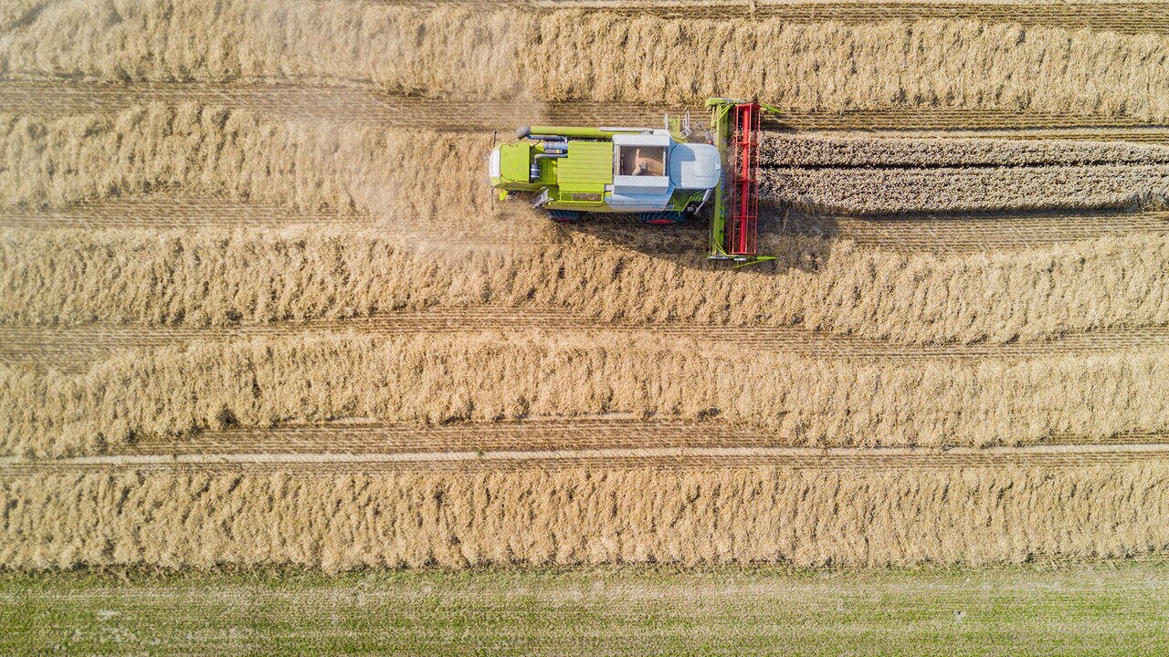 Mykotoxin-Tests für Mühlenbetriebe: Gewährleistung sicherer und hochwertiger Futtermittel