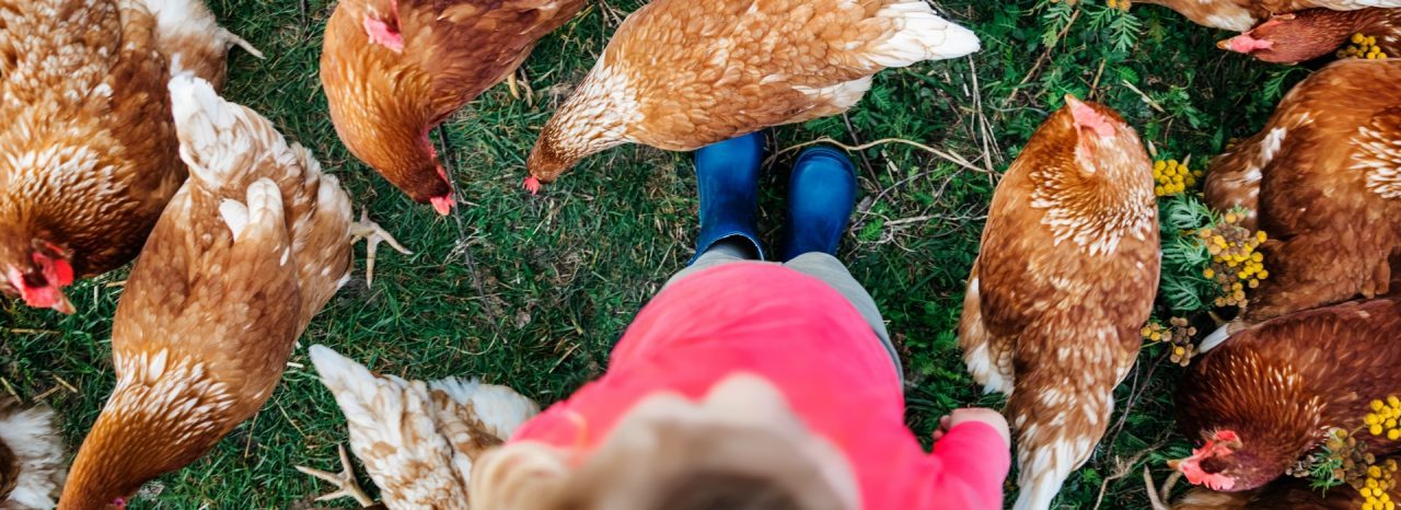 CRINA® Geflügel Plus