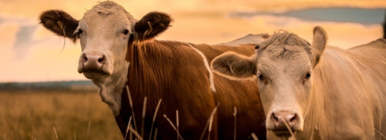 CRINA®-Wiederkäuer