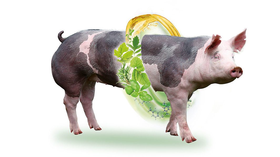 Digestarom®-Pietran