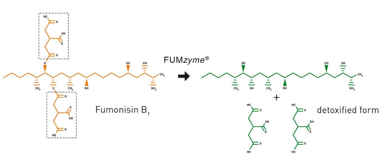 Biotransformation von Fumonisinen