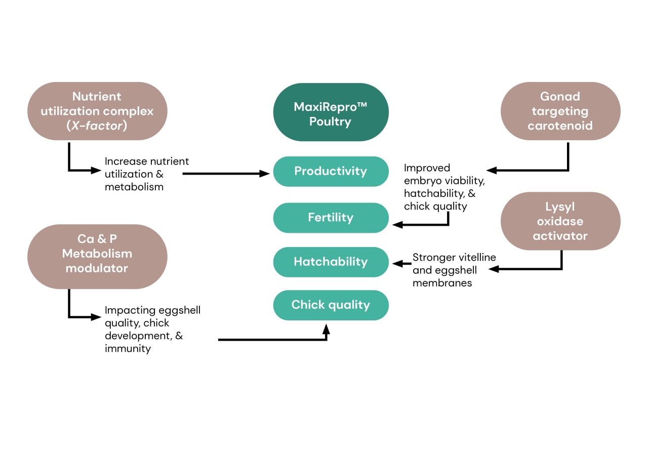 Die wichtigsten Vorteile von MaxiRepro™ Poultry