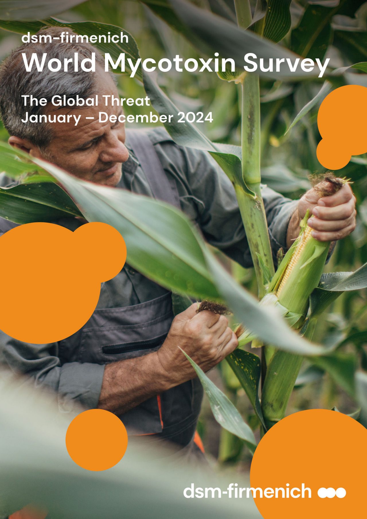 dsm-firmenich World Mycotoxin Survey Januar bis Dezember 2024