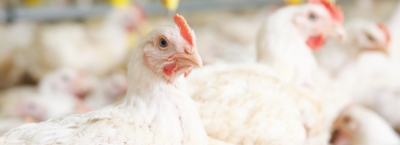 banner broiler