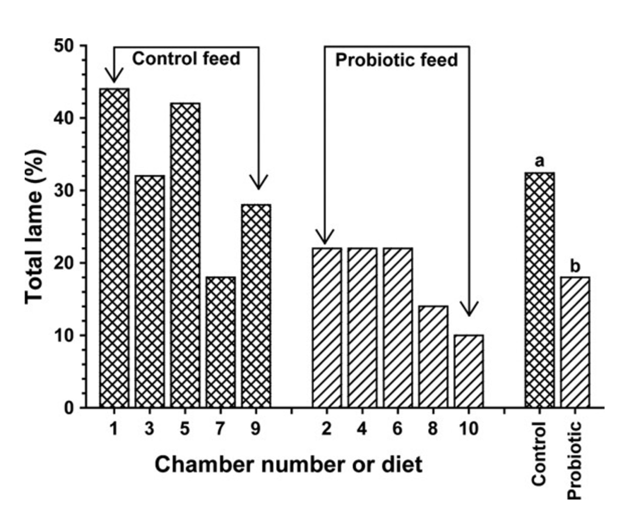 Figure 3. Male broilers reared on wire flooring in environmental chambers and fed either a control diet or the control diet with a synbiotic. 