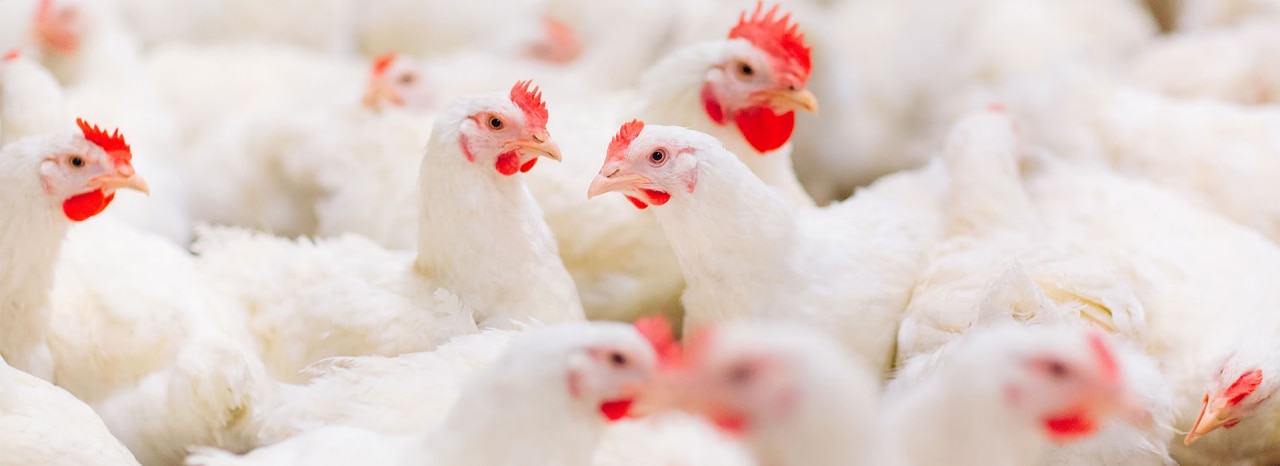 How Effective Are Various Coccidiosis Control Programs? A Field Veterinarian’s Perspective
