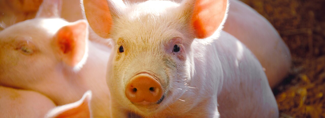 banner beta carotene