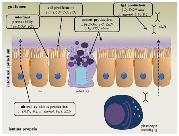 Decreased nutrient absorption