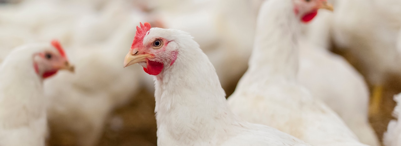 The role of vitamin E in poultry and swine nutrition