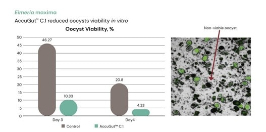 Figure 1. AccuGut™ C.1 reduced oocysts viability in vitro as measured by counting viable (fluorescent) and non-viable (non-flourescent) oocysts of Eimeria maxima.