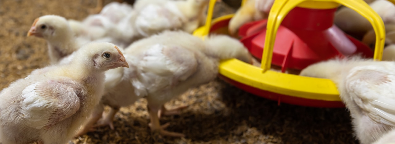 The role of vitamin E in poultry and swine nutrition