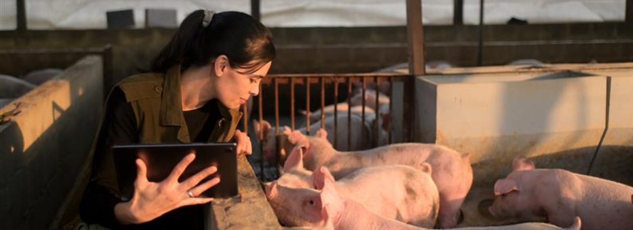 Sow gestational feed programs for optimum development of piglets in-utero