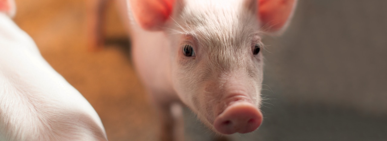 The role of vitamin E in poultry and swine nutrition