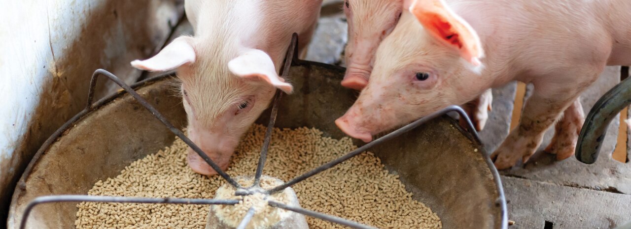Precision microbiome modulation can unlock new levels of poultry production