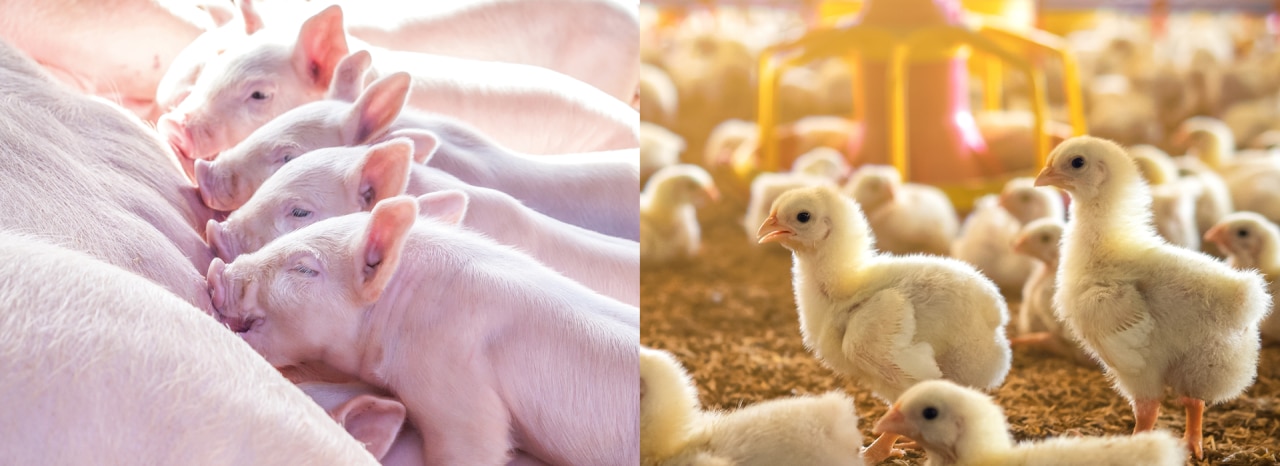 The role of vitamin E in poultry and swine nutrition