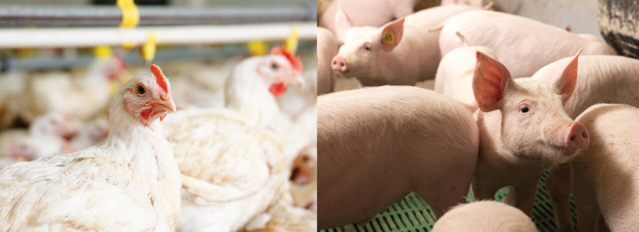 The role of vitamin E in poultry and swine nutrition
