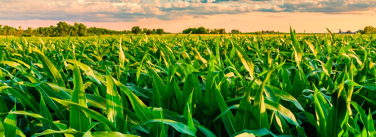 How Environmental Product Declarations Support Feed and Animal Protein Producers on their Sustainability Journey
