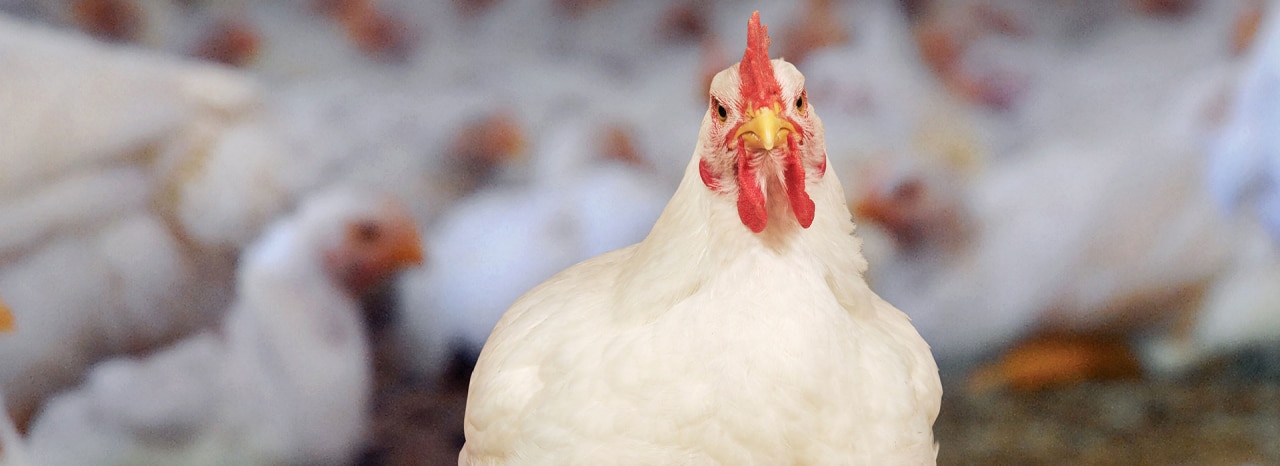 webinar-protein-poultry
