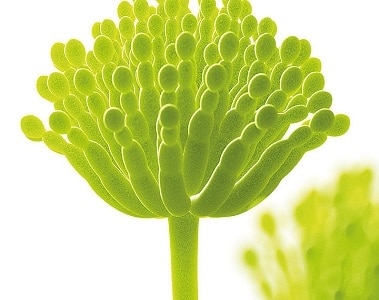 HEROIN デモテープ TOXO VOMIT GISM CONFUSE Amazon.com: Jackson Galaxy: Stain & Odor Remover - Pet Urine