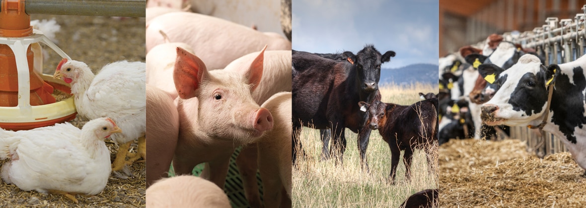 ruminant