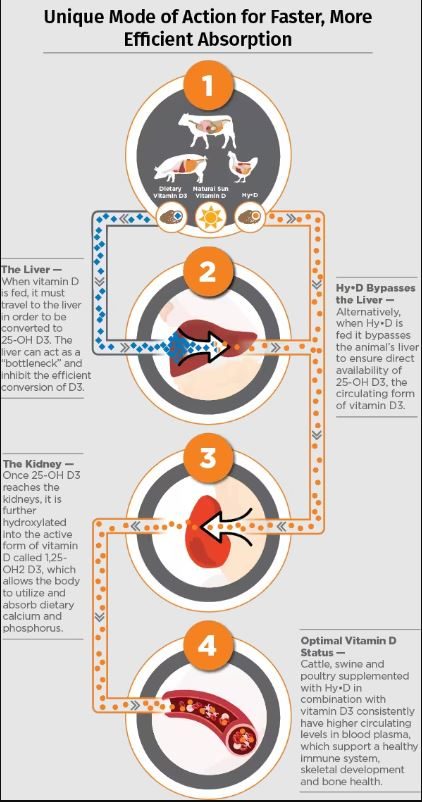 efficient absorption