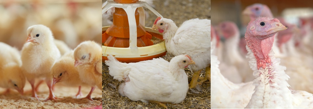 poultry