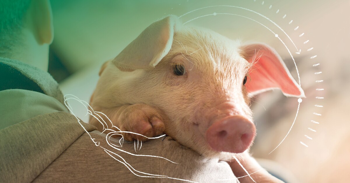 swine