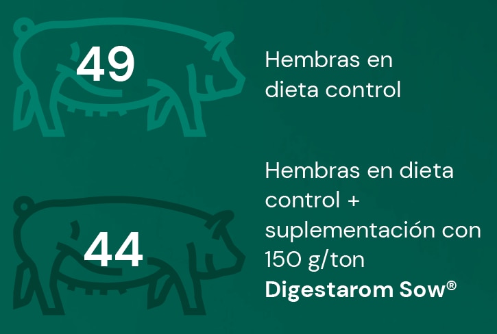 49 Matrizes em dieta controle e 44 Matrizes em dieta controle + suplementação com 150g/ton Digestarom Sow®