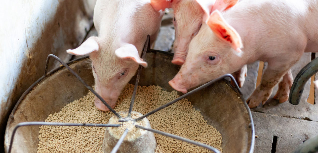 Hy D® y la relación Calcio:Fósforo impacto productivo y económico en