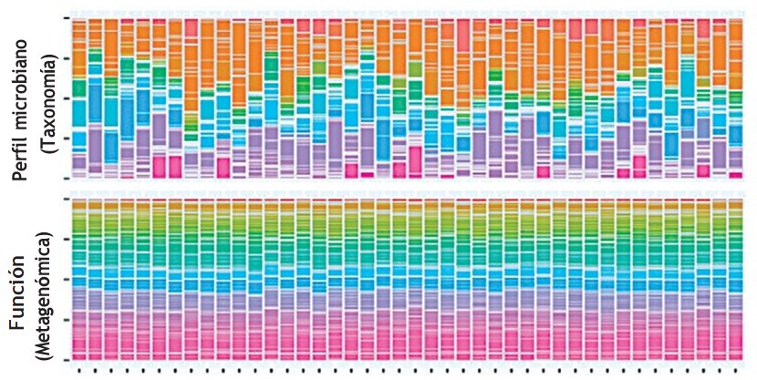 Fig. 1. La composición microbiana intestinal (figura superior) varía enormemente entre aves sanas idénticas, pero las funciones de su microbioma (figura inferior) permanecen muy consistentes.
