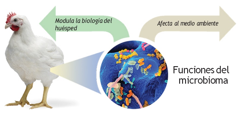 Fig. 2. El órgano microbioma intestinal conecta la dieta, el animal huésped y también el ambiente.