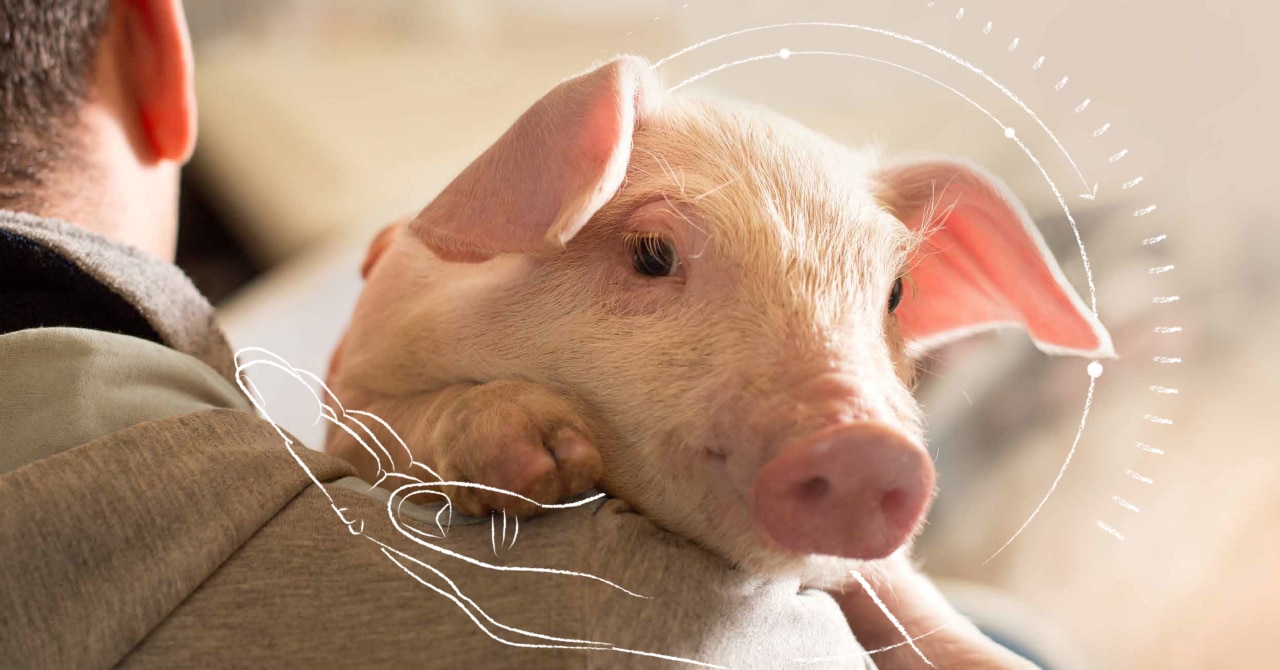 img_dsm-pig-photo_v2
