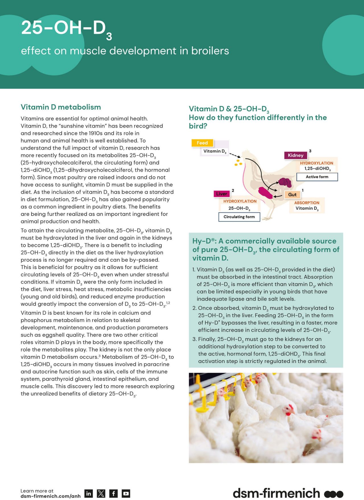 Infosheet: 25-OH-D3 effect on muscle development in broilers