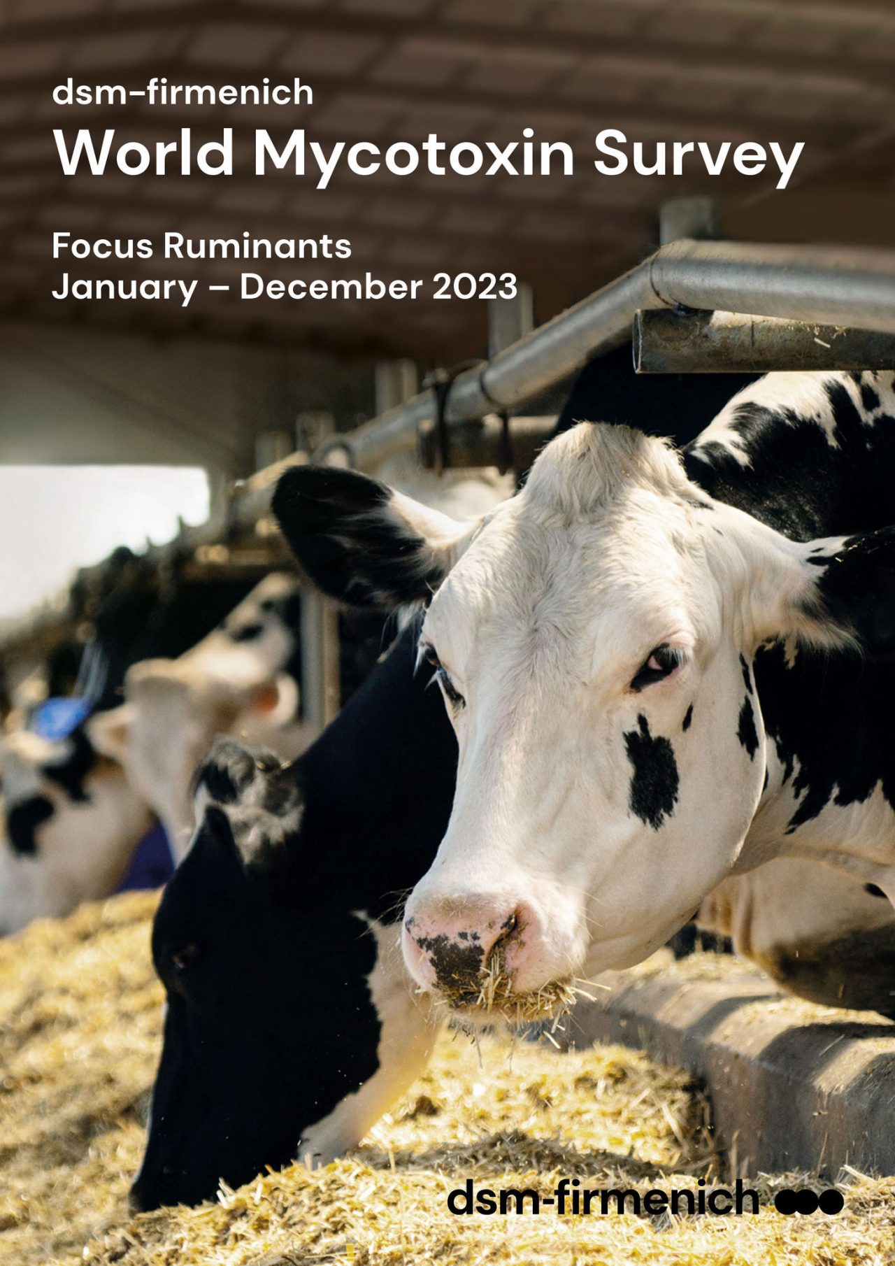 dsm-firmenich World Mycotoxin Survey Focus Ruminants January to December 2023 PDF