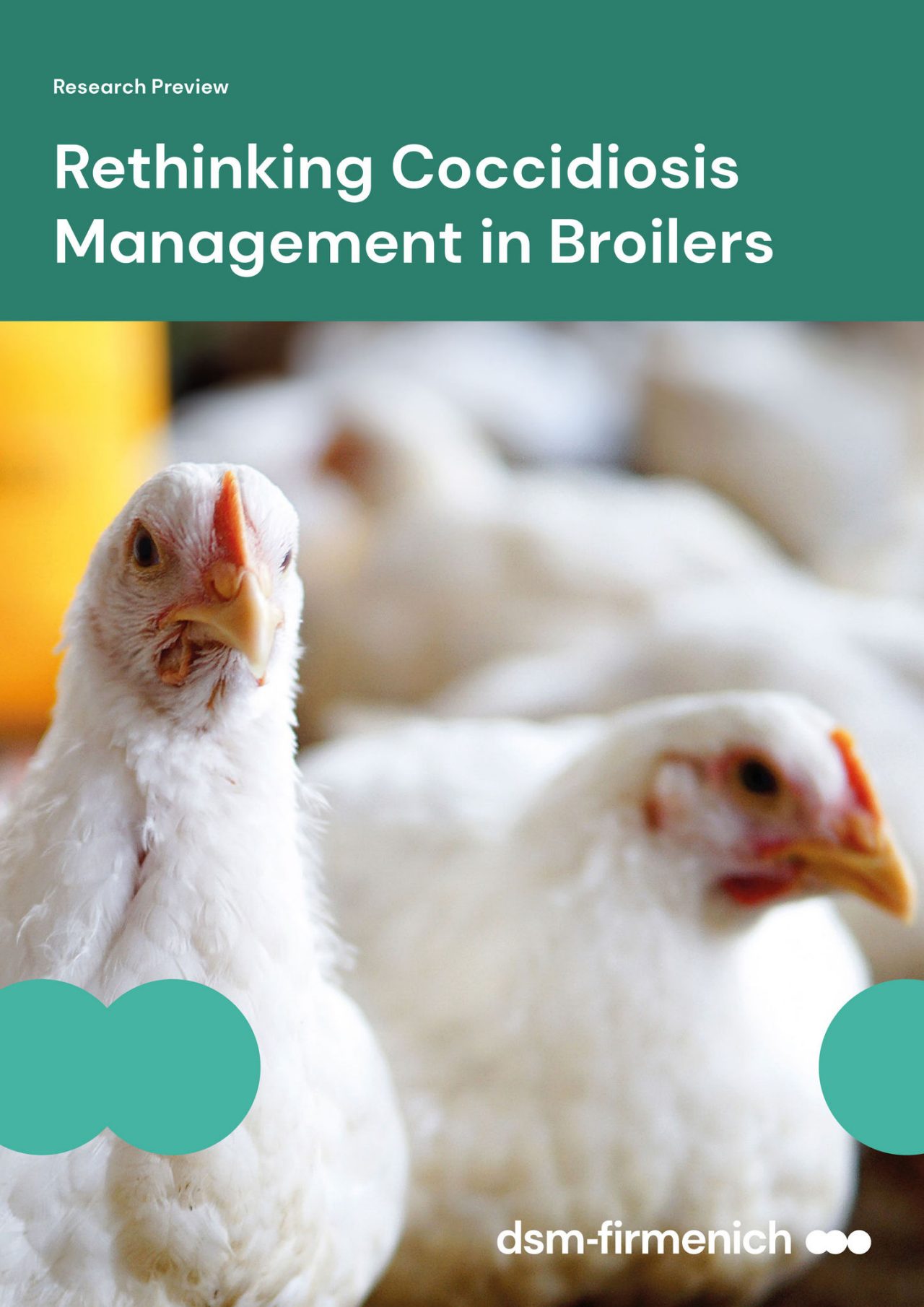 Research Preview: Rethinking Coccidiosis Management in Broilers