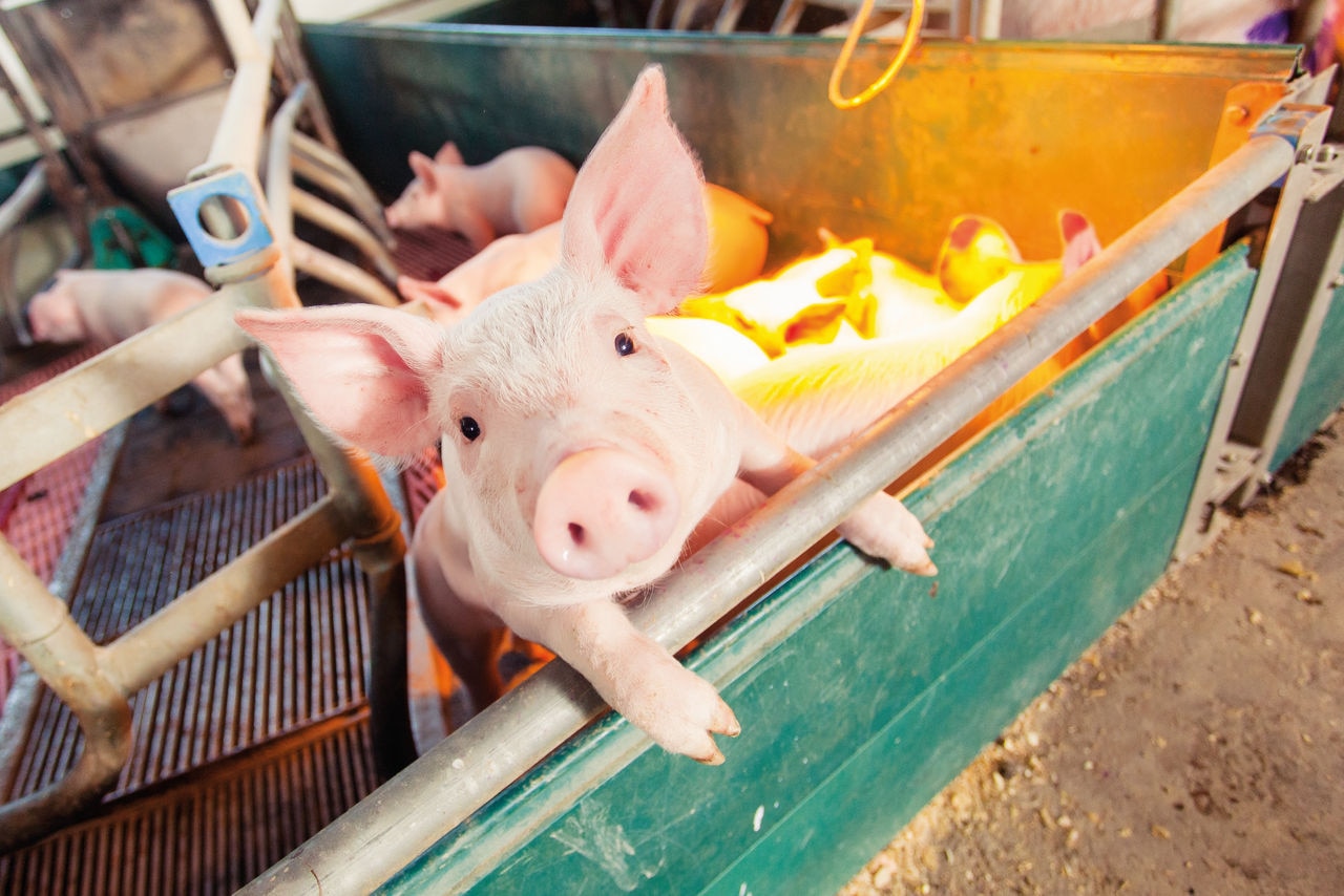 Piglet; Pig; Sow; Animals