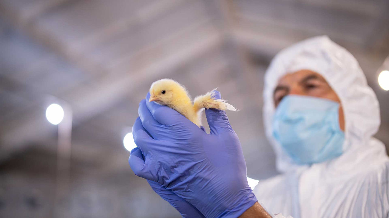 Antibiotic resistance in agriculture: a global wake-up call