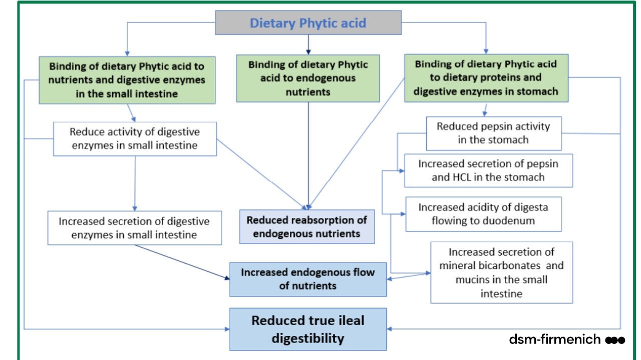 Figure 3. Mechanisms of action of dietary phytic acid on ileal digestibility and endogenous losses of nutrients. Modified from Woyenga and Nyachoti (2013)11. 